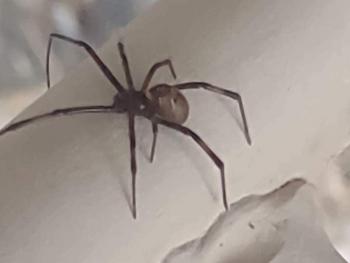 5205254055, female escort, Prescott